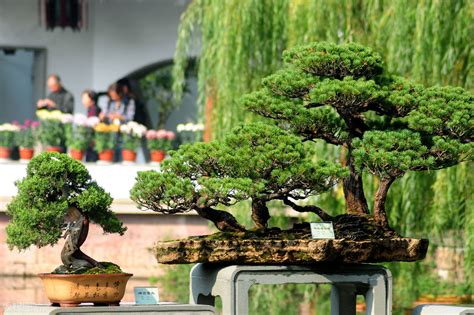 風水植物 擋煞|別讓煞氣沖進家宅！大門擋煞植物有哪些？ 